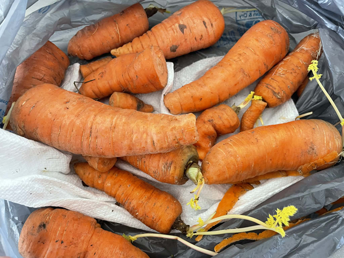 Whole carrots with some dirt on them lying on a paper towel in a plastic grocery bag.